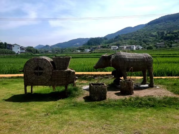 東升村稻園故鄉(xiāng)。徐雯瑄攝