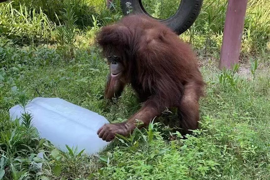 大猩猩用冰塊消暑。重慶動物園供圖