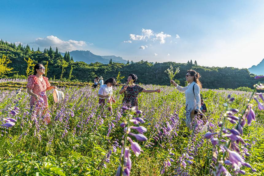 游客在南川山王坪感受涼爽夏日。瞿明斌攝