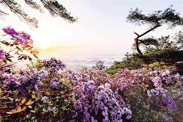 明月山間，杜鵑嬌艷