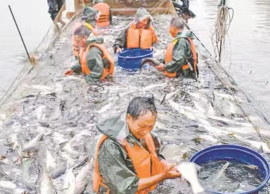 分揀不同種類的魚。鄰水縣融媒體中心供圖