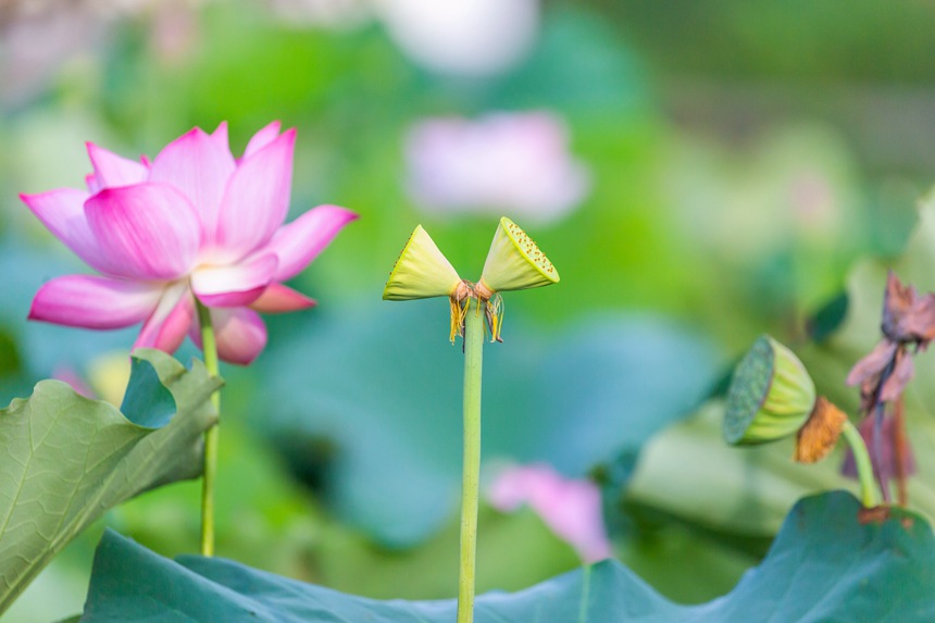 中江村荷花園并蒂蓮。瞿明斌攝