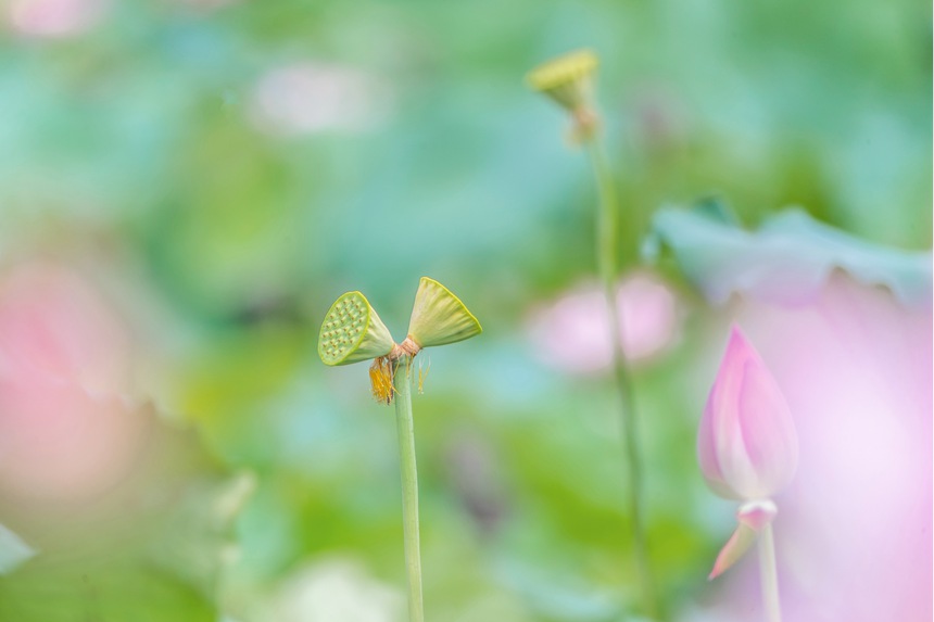 中江村荷花園并蒂蓮。瞿明斌攝