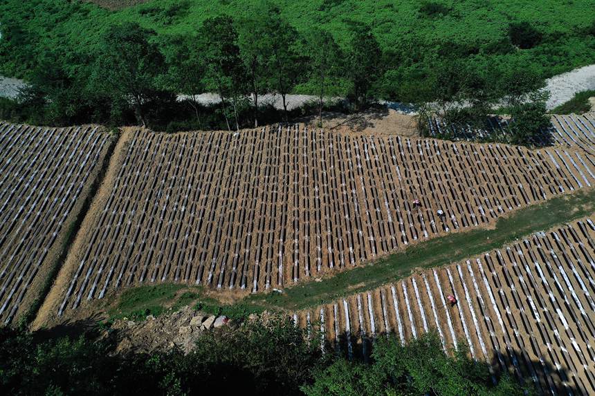 黔江區(qū)鵝池鎮(zhèn)方家村牧草種植基地。楊敏攝