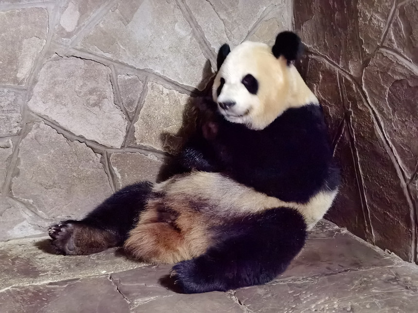 大熊貓“二順”。重慶動(dòng)物園供圖