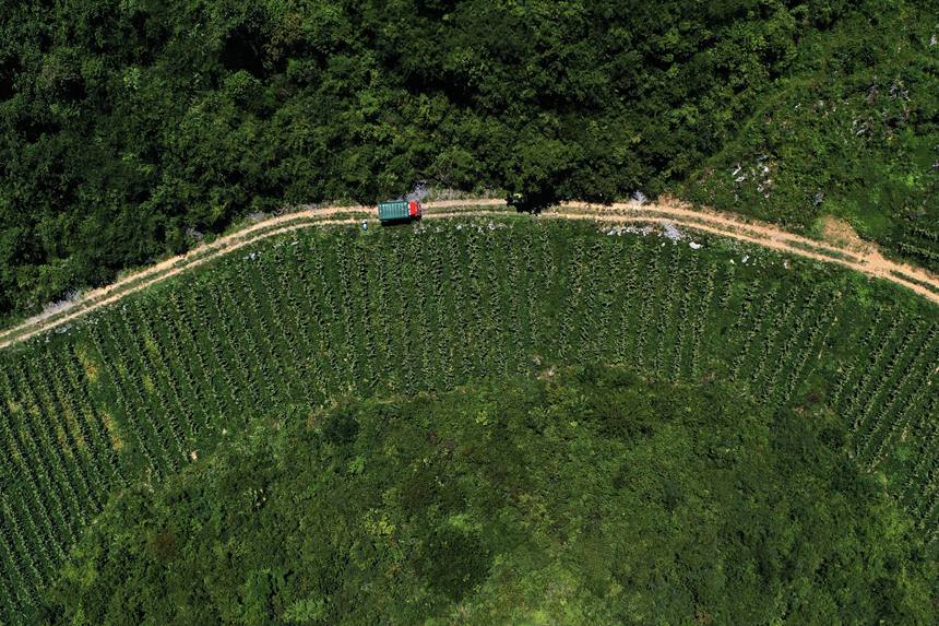 蒼嶺鎮(zhèn)太和村玉米復(fù)合種植基地。楊敏攝