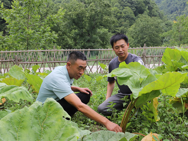 來先彬給村民講解中藥材種植技術。張芝鑫攝