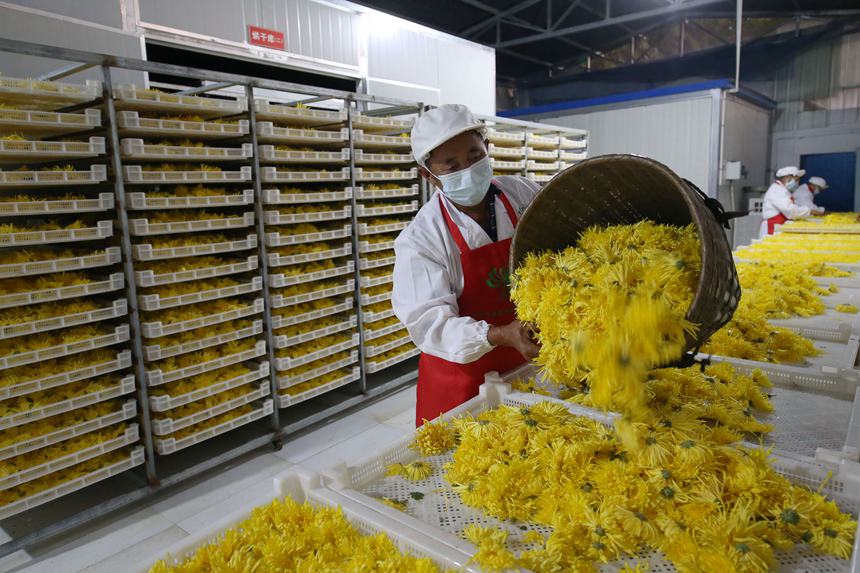 村民正在處理金絲皇菊。楊敏攝