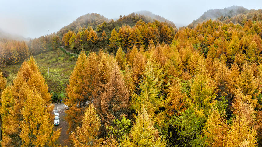 巫山梨子坪秋景。陳光國(guó)攝