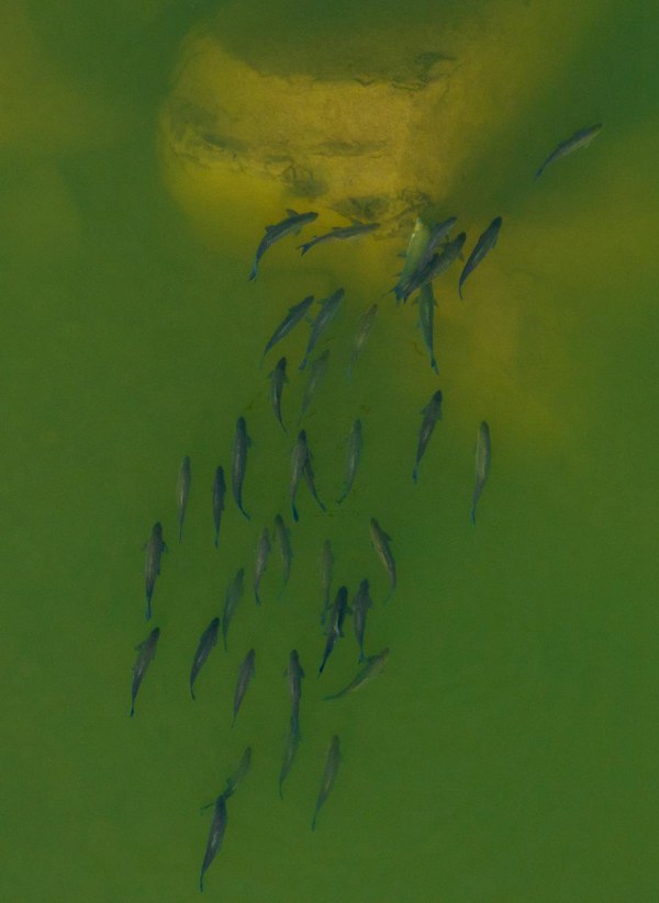 廣陽(yáng)島江邊魚(yú)群游上水面 通訊員 郭旭 攝