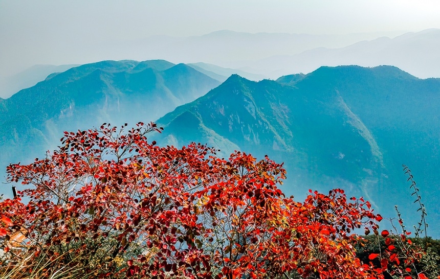 巫峽神女景區(qū)的紅葉景觀。馬正倫攝