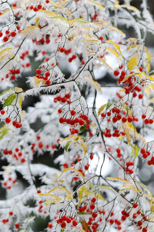 初雪裹紅豆，半是詩(shī)情半是冬。楊敏攝