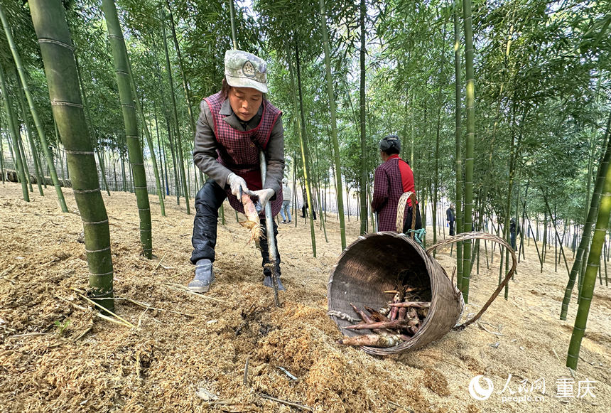                                           竹筍蓋“棉被” 村民鼓腰包                            張祎 劉政寧 2023年01月12日                             冬日的清晨，天剛蒙蒙亮，62歲的朱德梅就背著背簍，手拿鏟子上山去挖筍。朱德梅是重慶市豐都縣三建鄉(xiāng)綠春壩村的村民。以前臨近春節(jié)時，是她最清閑的時候，但從2022年起，春節(jié)前后卻成了她最忙碌的時節(jié)。這段時間的勞作，除了有務(wù)工收入，產(chǎn)業(yè)分紅也會多起來。                【詳細(xì)】                           