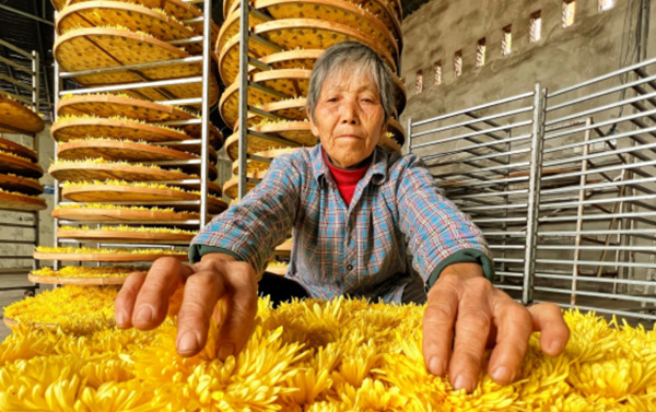 加工金絲皇菊。成蓉攝