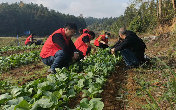 黨員農技服務隊在蘭橋鎮(zhèn)紅衛(wèi)社區(qū)蔬菜基地授課。白浩南攝