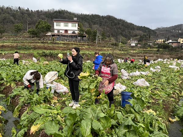 主播進(jìn)入田間地頭進(jìn)行農(nóng)產(chǎn)品售賣。秦蓮花攝