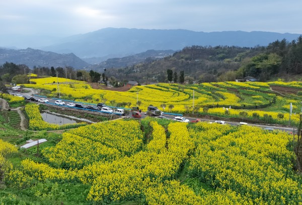 廟埡鄉(xiāng)油菜花田。鄧幫華攝