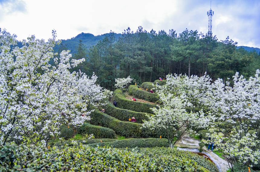 重慶市萬州區(qū)長嶺鎮(zhèn)青石社區(qū)，村民正忙著采摘春茶。付作僑攝