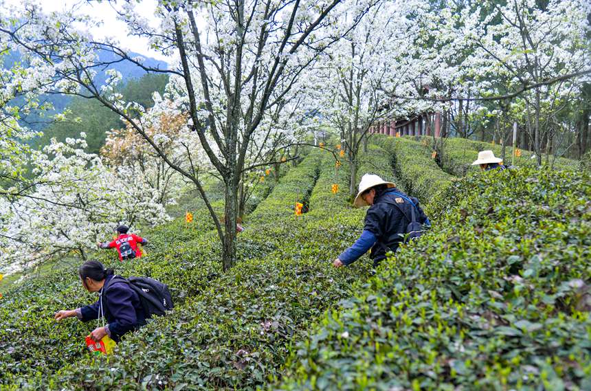 重慶市萬州區(qū)長嶺鎮(zhèn)青石社區(qū)，村民正忙著采摘春茶。付作僑攝