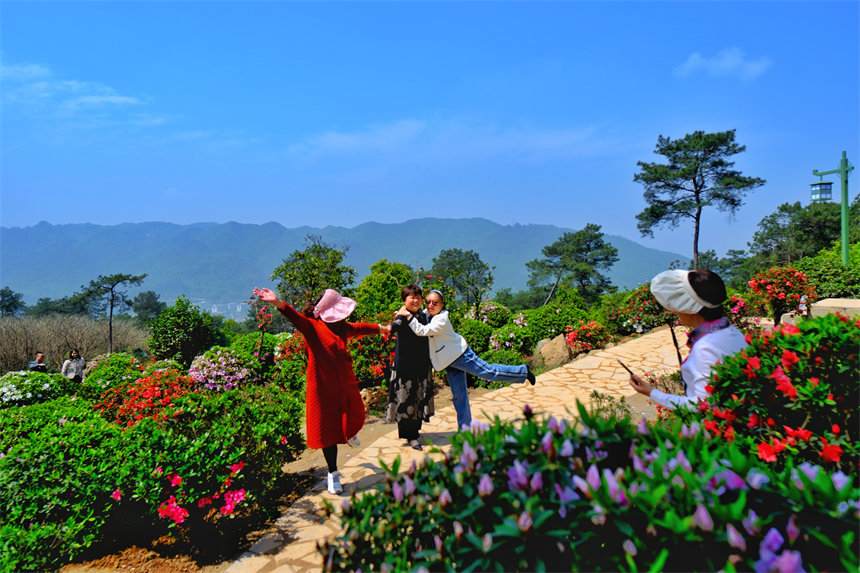 滿山杜鵑花吸引市民前來賞花踏春。郭旭攝