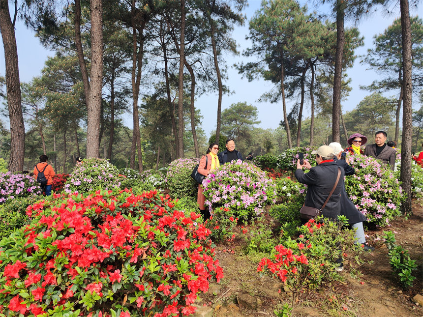 南岸區(qū)放牛村杜鵑花盛開，吸引不少市民前來賞花踏春。郭旭攝