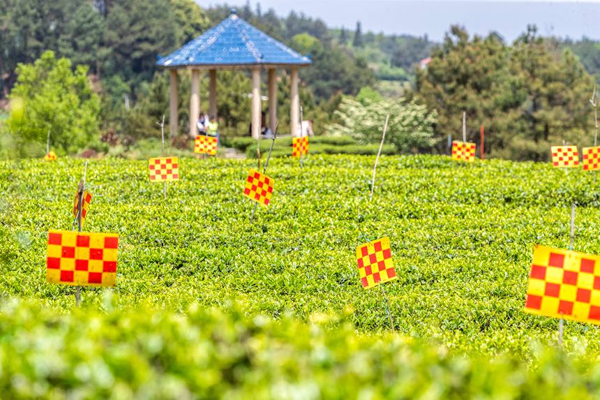 綠色生態(tài)茶園穿上了“花衣”。瞿明斌攝