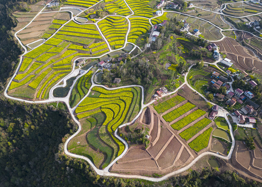 萬州區(qū)恒合土家族鄉(xiāng)石坪村高標農(nóng)田。冉孟軍攝