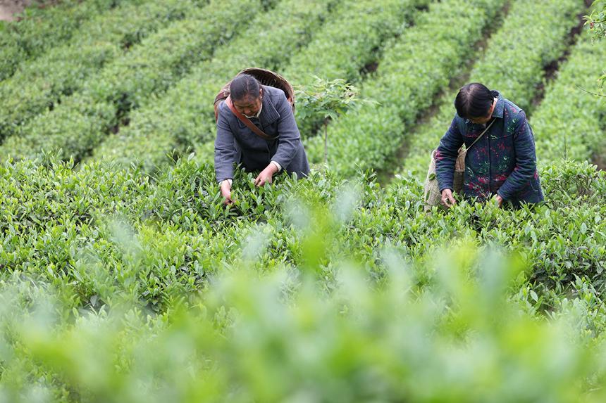 村民在茶葉種植基地采摘春茶。楊敏攝