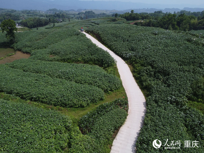 四川省大竹縣烏木鎮(zhèn)苧麻種植基地。 人民網(wǎng)記者 劉祎攝