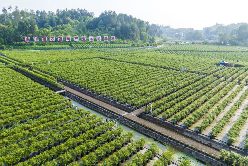 南川區(qū)大觀鎮(zhèn)的標準化藍莓種植基地。甘昊旻攝