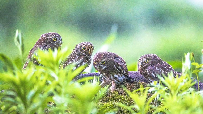 金佛山國家自然保護區(qū)里嬉戲的斑頭鵂鹠幼鳥。瞿明斌攝