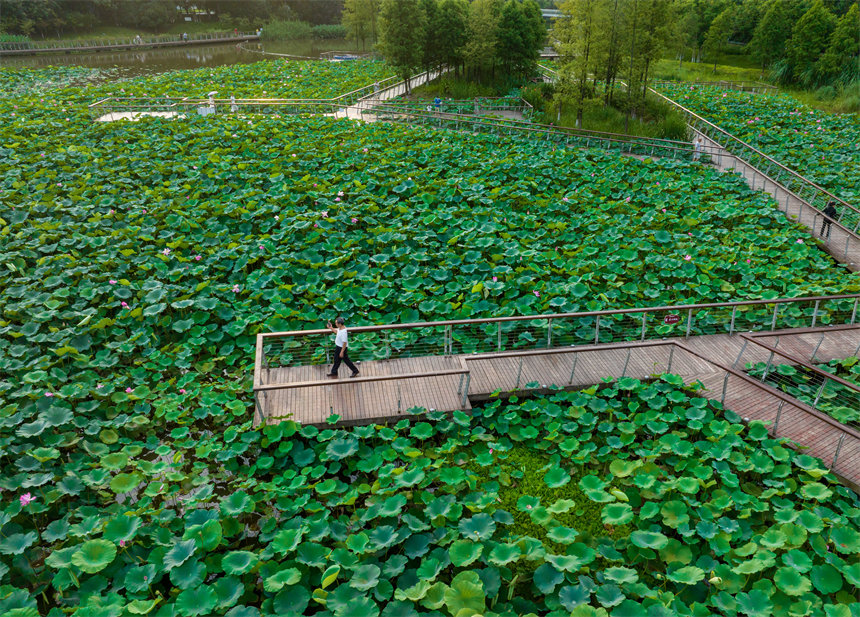 南岸區(qū)疊水公園夏荷盛開，吸引了眾多市民、游客前來賞荷。郭旭攝