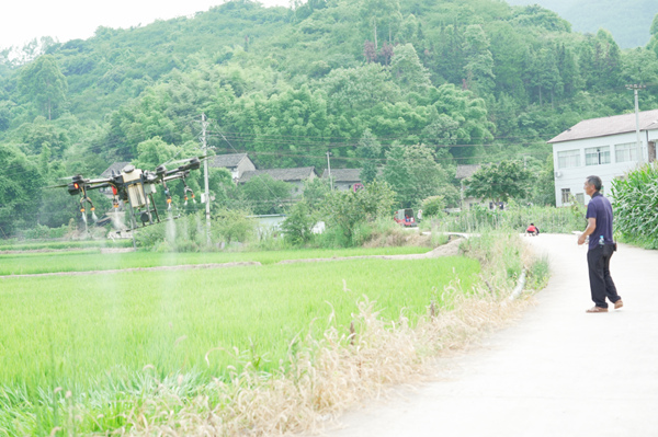 植保無人機在田間作業(yè)。路丞武攝