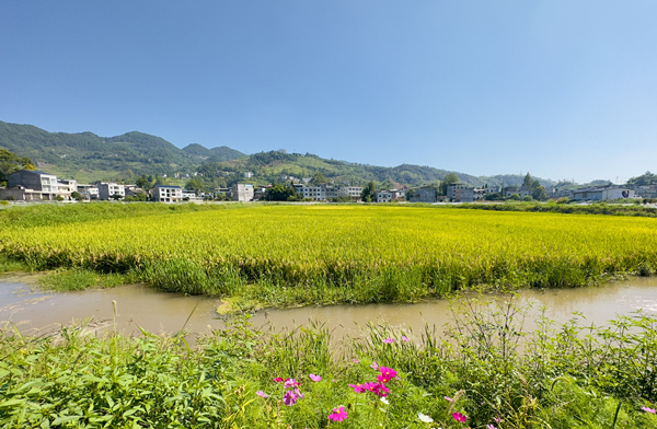 稻蝦共養(yǎng)基地。冉夢竹攝