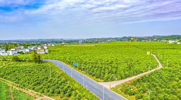 檸檬種植基地。潼南區(qū)委宣傳部供圖