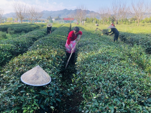 茶葉冬管現(xiàn)場。楊帆攝