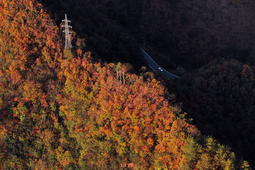 彩葉最佳觀賞期可持續(xù)到11月底。李野攝