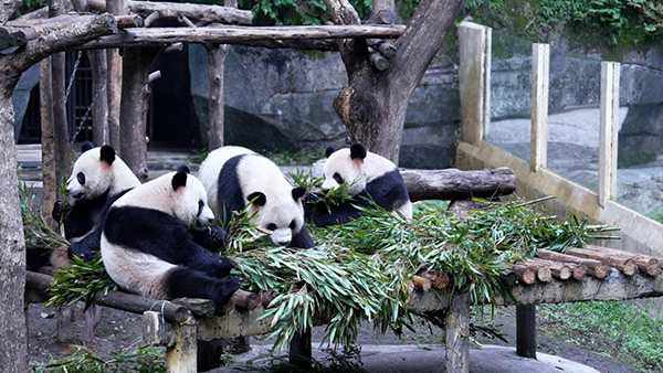 重慶動物園（熊貓館）。主辦方供圖