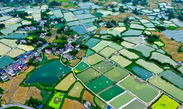 禮讓鎮(zhèn)川西漁村連片的魚(yú)塘。 熊偉攝