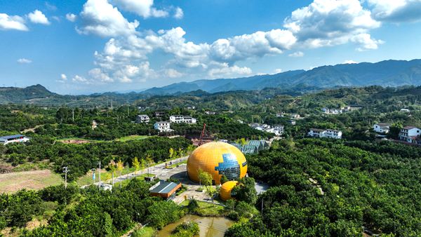 梁平區(qū)合興街道龍灘村，柚子掛滿枝頭。熊偉攝