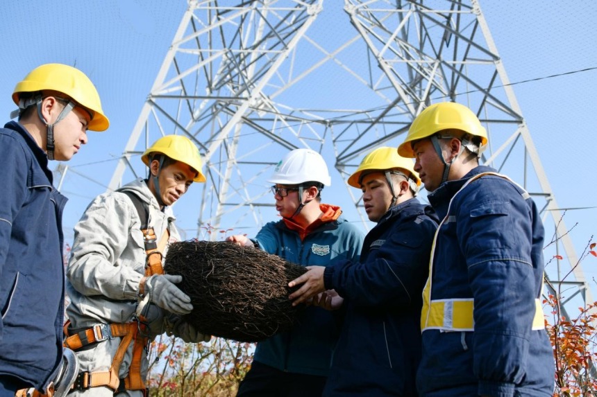 防鳥撞專家與重慶送變電公司員工討論鳥巢安裝注意事項(xiàng)。張弛攝