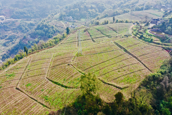 泡桐村國際生態(tài)旅游示范區(qū)葡萄園。景區(qū)供圖