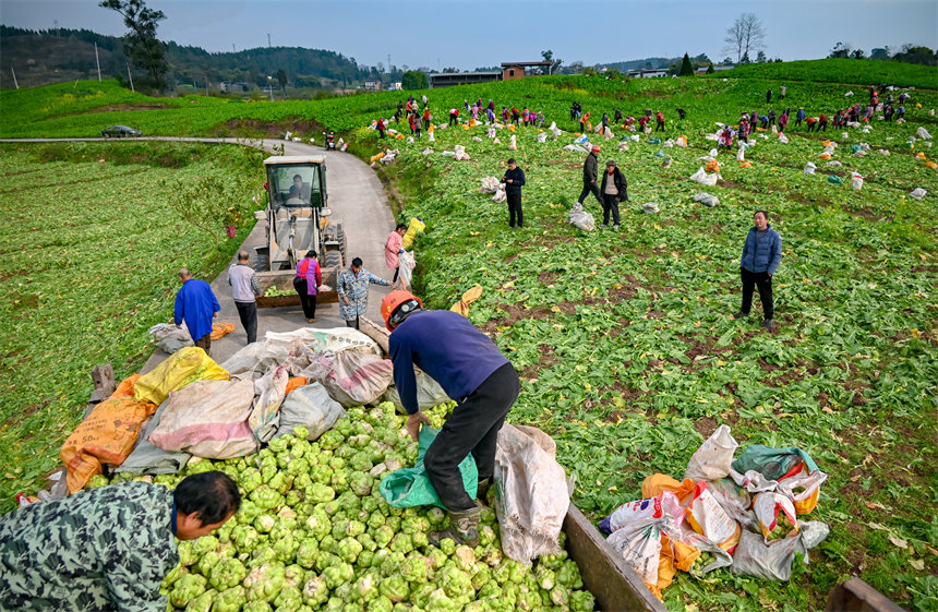 田間地頭，村民干得熱火朝天。付作僑攝 