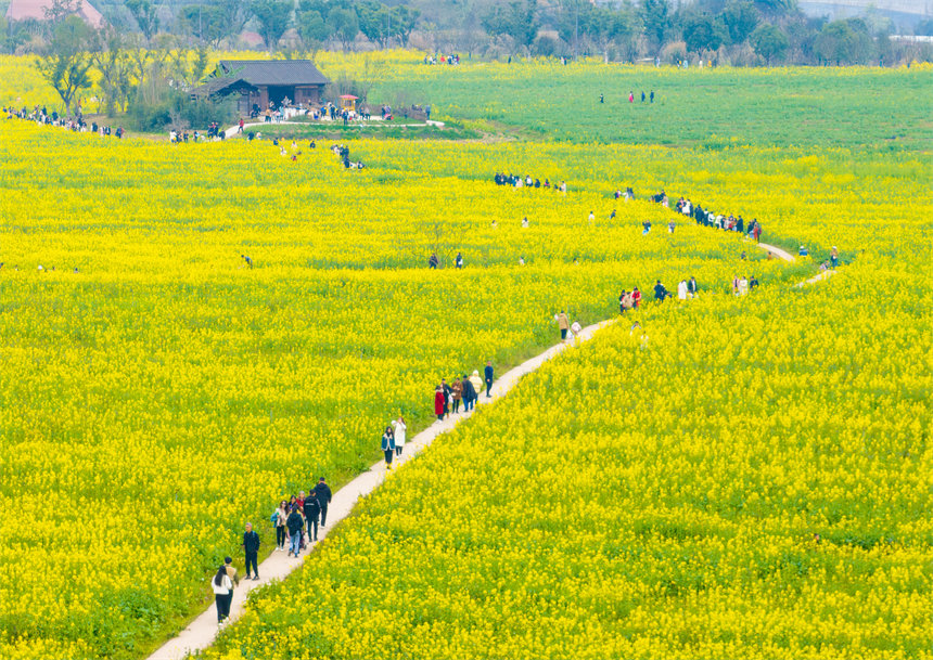 南岸區(qū)廣陽(yáng)島，油菜花競(jìng)相綻放，一片金黃，秀美如畫。郭旭攝