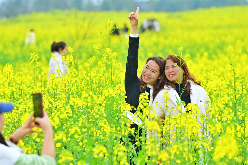 南岸區(qū)廣陽島，游客在油菜花海里拍照。郭旭攝