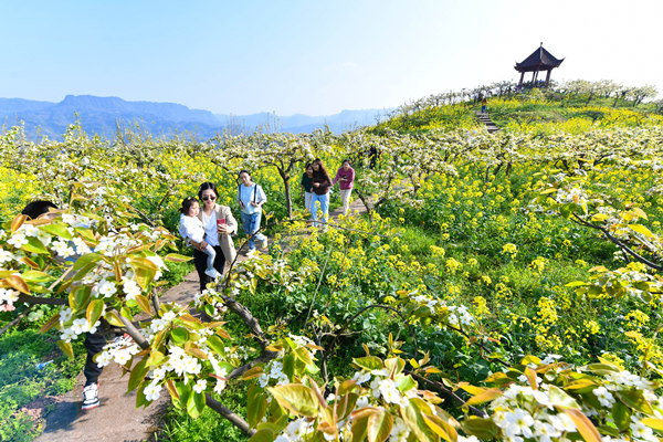 綦江區(qū)永新鎮(zhèn)梨花山。王京華攝