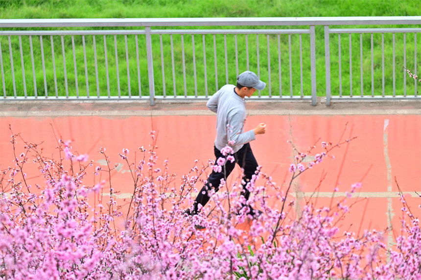 南濱路雅巴洞江灘公園，市民伴著美人梅休閑健身。郭旭攝