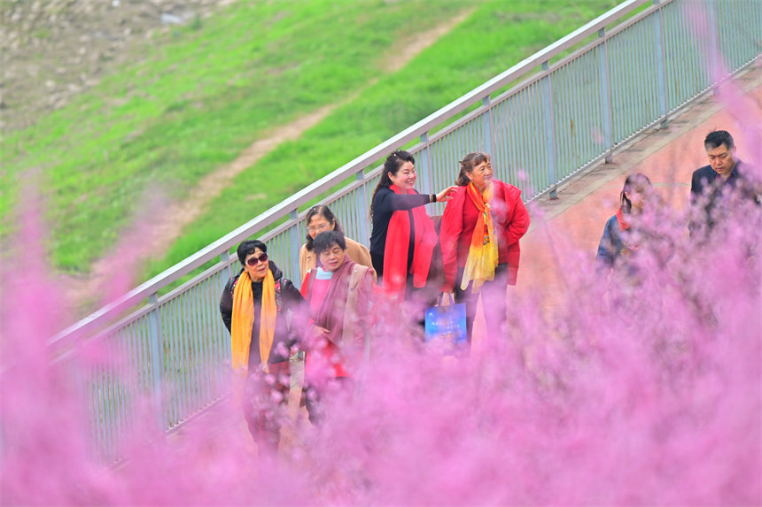 江灘公園美人梅開，市民享受春游美好時(shí)光。郭旭攝