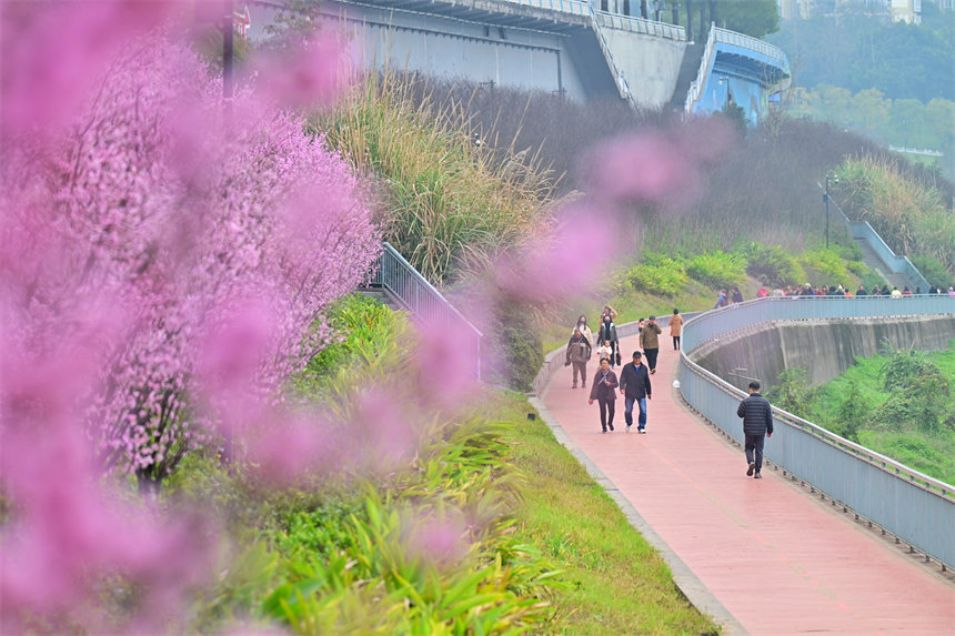 江灘公園美人梅開(kāi)，市民享受春游美好時(shí)光。郭旭攝