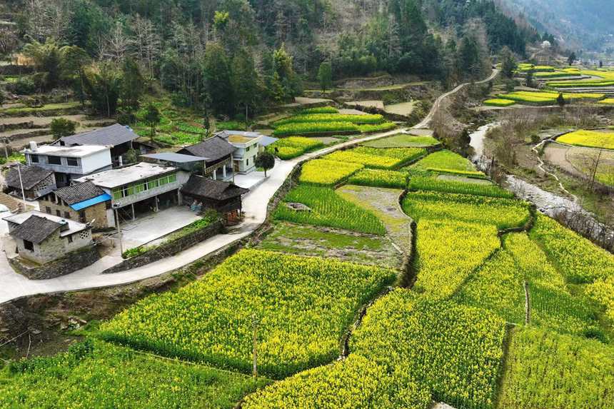 黔江區(qū)鵝池鎮(zhèn)南溪村油菜花田。楊敏攝